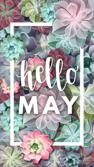 多肉植物壁紙，白色框架內有「hello MAY」文字。