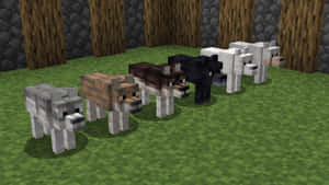 五隻唔同顏色嘅Minecraft狼排成一線企喺草地上。 — 我的世界 壁紙