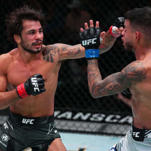 兩名男性MMA拳手在八角籠內進行UFC比賽時互相出拳。