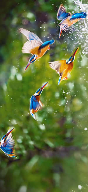 翠鳥在綠色森林中飛過飛濺的水花。 — 1284x2778 壁紙
