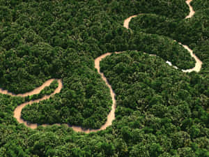 亞馬遜背景 — Amazon 壁紙