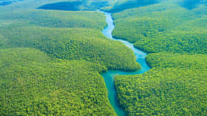 亞馬遜背景 — Amazon 壁紙