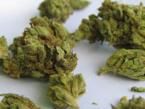 白色紋理背景上乾燥大麻花蕾的特寫。