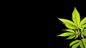 一片亮綠色的大麻葉在黑色背景上格外突出。