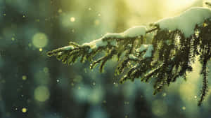 被雪覆蓋的松樹枝在金色陽光下發光，背景模糊的森林。 — 冬天桌面 壁紙
