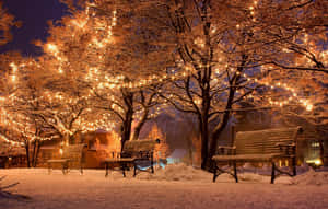 冬夜中，閃爍燈串下積雪覆蓋的公園長椅。
