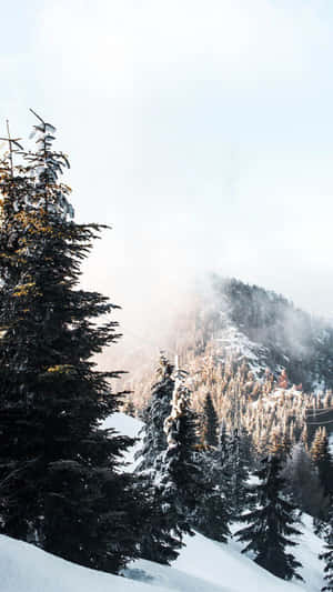 山坡上白雪覆蓋的松樹，伴隨著霧氣和陽光。