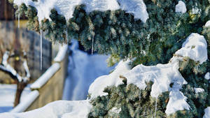 白雪覆蓋的常綠樹枝，冰柱在冬日陽光下懸掛。