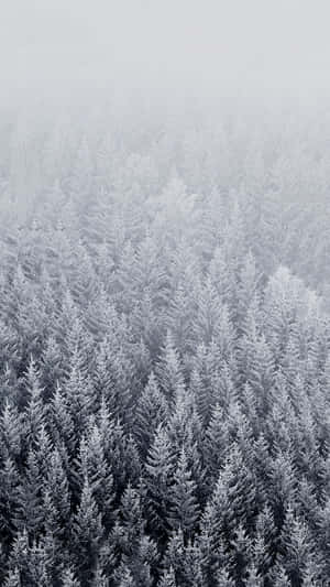 霧天下白雪覆蓋的松樹林