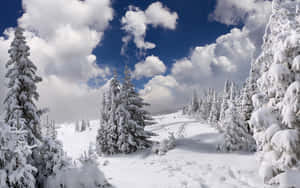 白雪覆蓋的松樹排列在一條蜿蜒的小徑旁，位於藍天下的冬季山地景觀中。 — 冬日美學 壁紙