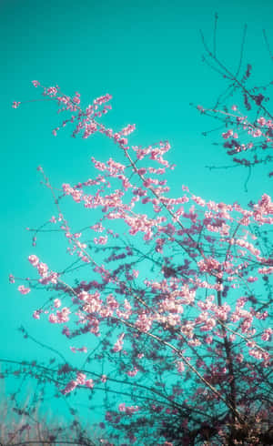 粉紅色的櫻花在樹枝上，映襯著藍綠色天空