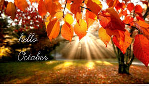 公園中的秋葉、陽光和hello October文字。