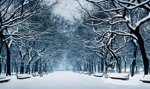 白雪覆蓋的公園小徑，有光禿禿的樹木和長椅，天空灰濛濛。