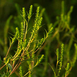 自然田野中陽光照射下的綠色植物莖幹特寫。 — 植物 壁紙