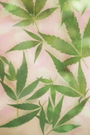 綠色大麻葉在柔和的粉彩粉紅和白色背景上。