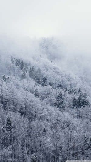 冬日霧氣瀰漫的山坡上的雪林。
