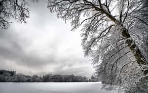 掛滿霜雪的樹木環繞著一片雪地，在灰暗的冬日天空下。 — 冬天桌面 壁紙
