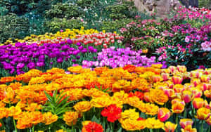 橙色、紫色和粉紅色的彩色鬱金香行列在陽光明媚的花園中盛開。