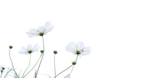 白色波斯菊，綠色莖稈，白色背景。