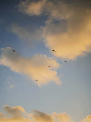 五隻鳥在金色日落天空中飛翔，伴隨著柔和的雲彩。