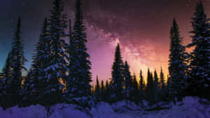 白雪覆蓋的松林下，星空暮色天空，銀河可見。