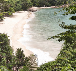 熱帶海灘，有白色沙灘、碧綠海水和綠色植物