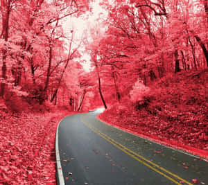 一條蜿蜒的道路穿過泛紅的森林，落葉滿地。