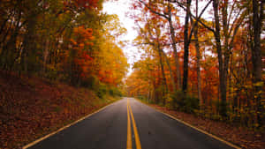 秋日森林道路，兩旁是鮮豔的橙色和黃色樹葉