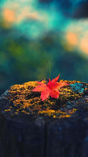 秋日森林中，長滿苔蘚的樹樁上的一片紅楓葉。