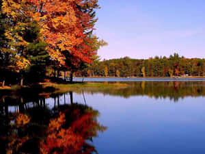 帶有橙色和黃色葉子的秋樹倒映在平靜的藍色湖泊中。 — 秋天桌面 壁紙