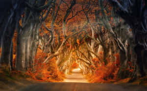 在秋樹隧道下，一條發光的道路，樹葉火紅橙黃。