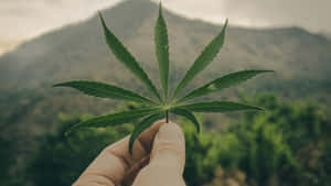 手拿著大麻葉，背景有山。