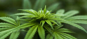 自然環境中大麻植物葉子的特寫