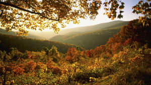 秋日森林山谷，金色樹葉和起伏的丘陵，日出時分。