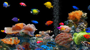 水族箱中色彩繽紛的熱帶魚和珊瑚，帶有上升的氣泡。