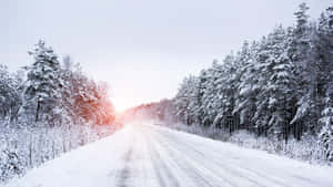 日出時穿過森林的雪路，溫暖的光線穿過樹木