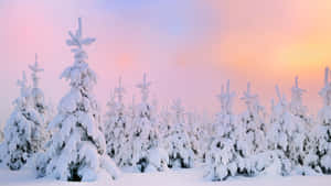 日出時積雪的松樹，柔和粉紅和橙色天空。 — 冬天桌面 壁紙