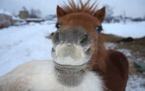 一匹白色口鼻的棕色馬在雪地中直視鏡頭。