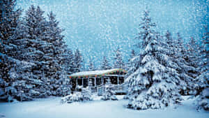 在溫和降雪期間，被常青樹環繞的積雪小屋。