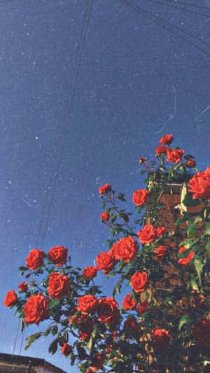 紅玫瑰在磚牆上生長，星空下。