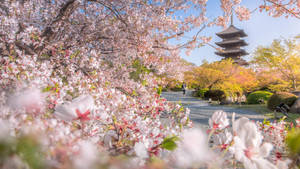 櫻花在陽光明媚的春日裡襯托著日本花園中的寶塔。