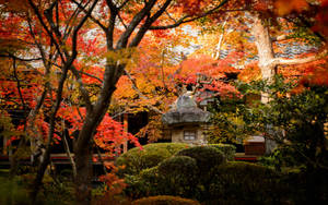 傳統日本寺廟花園，有秋楓樹和石燈籠。