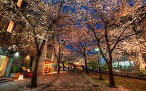 櫻花樹排列在夜晚燈火通明的城市街道上，伴隨著溫暖的燈光和藍天。