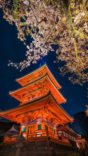 傳統日本寶塔在櫻花枝下夜晚被照亮。