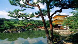 金色寺廟倒映喺池塘中，周圍有松樹同綠植。