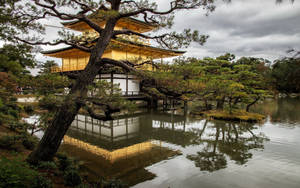 金色寶塔倒映在池塘中，前景有松樹，陰天。