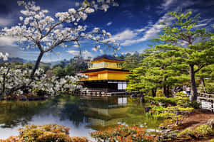 金色寺廟亭閣被櫻花和綠樹環繞，在寧靜的日本花園中。 — 日本 壁紙
