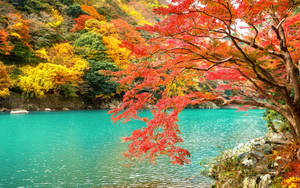帶有紅色、黃色和綠色葉子的秋樹框住寧靜的碧綠湖泊。