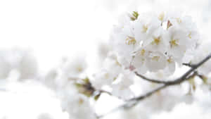 特寫白櫻花在樹枝上，背景柔和模糊。