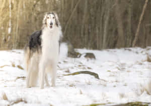 一隻高大的白色和灰色俄羅斯獵狼犬站在白雪覆蓋的森林中，周圍是光禿的樹木。